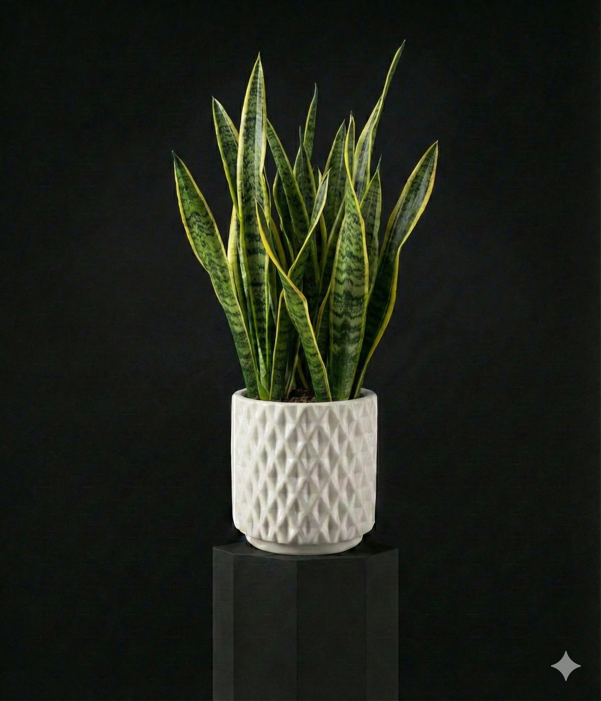ZZ Plant Green | Buy ZZ Plant Green Online - Freshly Flowers